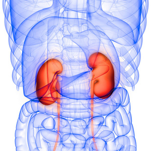 前列腺 肌肉 肾病学 输尿管 解剖 尿道 轮廓 插图 肾单位