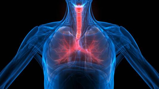 骨架 膈膜 科学 吸气 生理学 系统 人类 器官 肺气肿