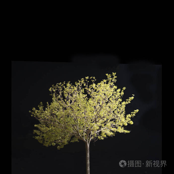 一棵孤立的树背景是简单的黑色