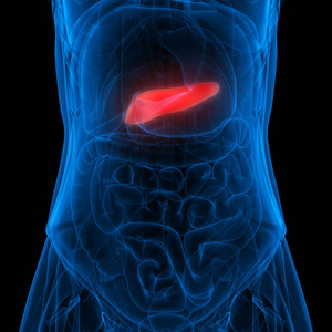 健康 生物学 胃肠道 身体 人类 图表 器官 系统 插图