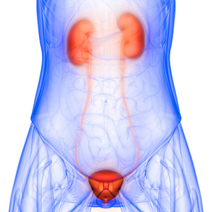 尿道 生理学 人类 肿瘤 器官 膀胱 疼痛 解剖 成人 系统