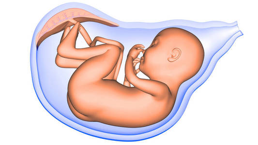 系统 流产 小孩 科学 未出生 怀孕 解剖 出生 子宫颈