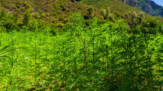 瀑布 植物 夏天 国家的 公园 树叶 森林 风景 冒险 落下