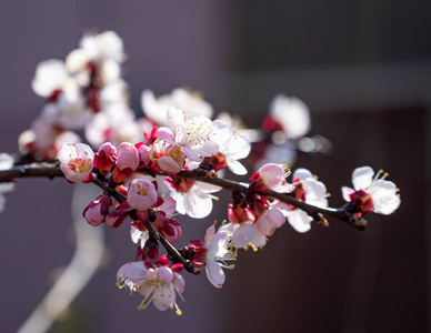 粉红色 园艺 季节 生长 四月 春天 植物学 分支 夏天