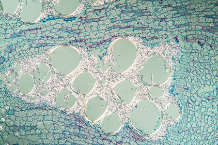 组织 科学 兰科 植物 组织学 细胞 植物学 显微镜检查