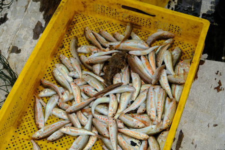 食物 鲭鱼 营养 抓住 鲻鱼 市场 凤尾鱼 销售 钓鱼 烹饪