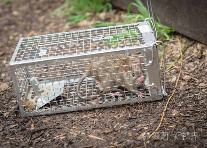 美国得克萨斯州露台甲板附近的人情铁丝网笼中捕捉到的老鼠
