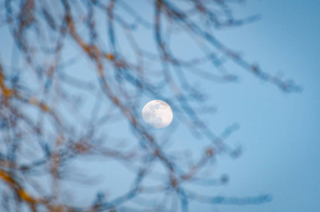 满的 风景 月亮 分支 日落 春天 美女 卫星 季节 傍晚
