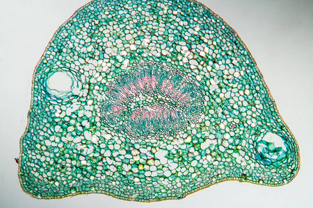 细胞 组织 植物 瓜果 科学 放大倍数 室内植物 植物学