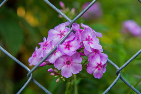 紫色 花的 植物区系 六月 植物 开花 漂亮的 花园 自然