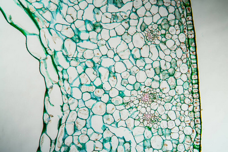 细胞 组织 水仙花 种子 植物 组织学 显微镜检查 科学
