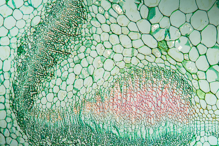 组织 植物 显微镜检查 渡槽 细胞 细胞壁 扩大 草本植物