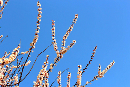 植物区系 分支 春天 天空