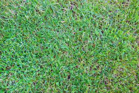 绿色农田和草地鸟瞰图森林和草地的绿色景观-自上而下鸟瞰图空中俯视