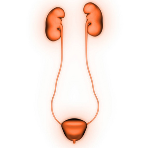 肿瘤 肾单位 解剖 解剖学 前列腺 尿道 肌肉 输尿管 生理学