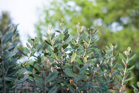 植物区系 美丽的 花的 植物 洋葱 夏天 花园 特写镜头