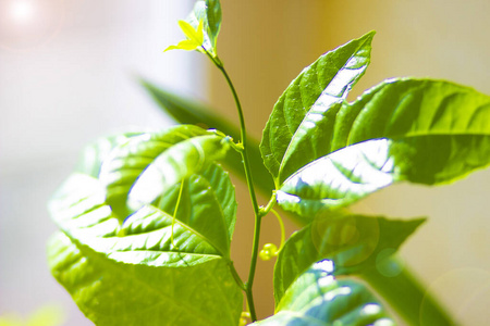 食物 花园 蔬菜 环境 森林 分支 植物 太阳 春天 天空