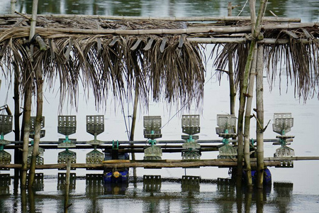 美女 农事 领域 风景 草地 自然 池塘 植物 浇水 假期