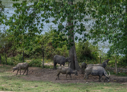 兽群 非洲 哺乳动物 野生动物 坦桑尼亚 自然 大草原 亚洲