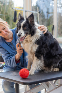 可爱极了 梳毛 工人 肖像 猎犬 玩具 美丽的 动物 毛皮