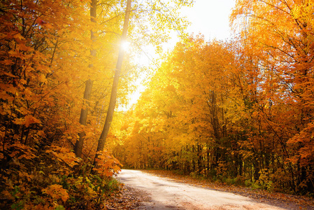 阳光 森林 季节 十月 颜色 风景 枫树 落下 旅行 通路