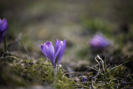 自然 复活节 植物区系 紫色 番红花 美女 春天 开花 植物