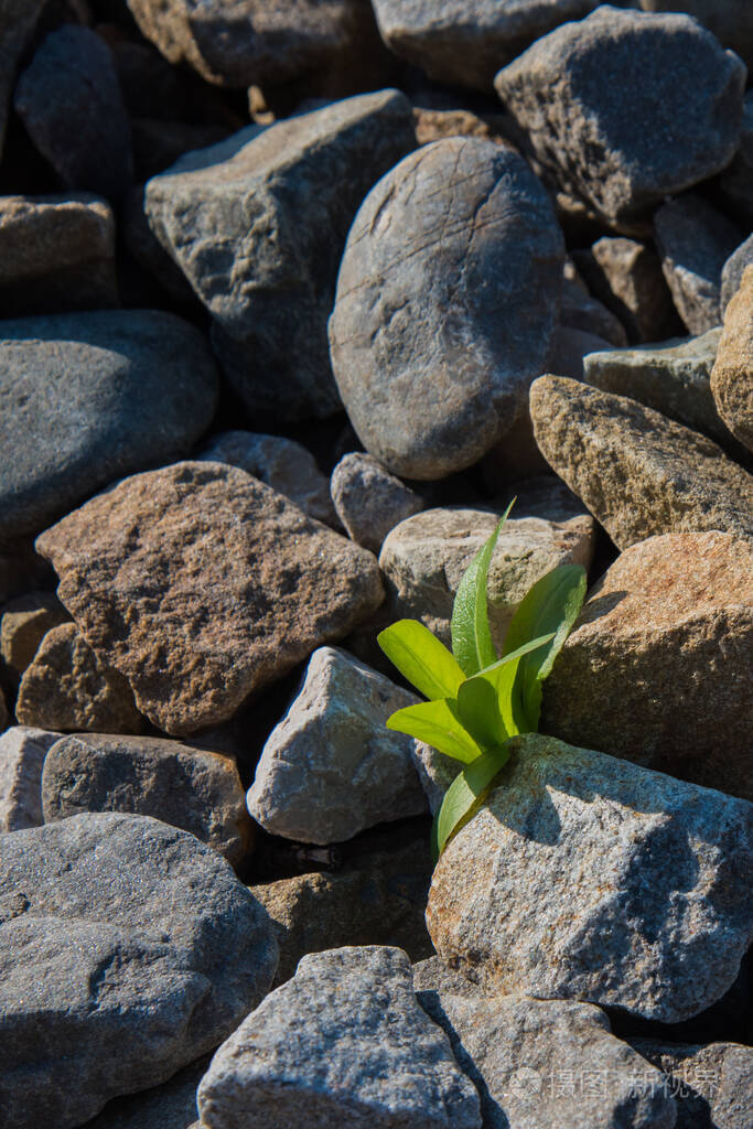 这种绿色的植物在岩石上生长概念恢复意志力