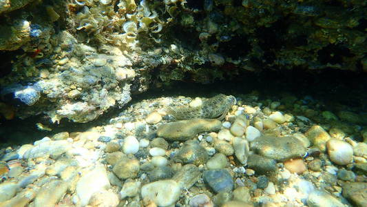 潜水 地中海 水下 浮潜 海底