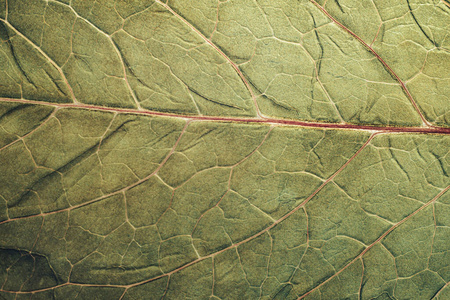 纹理 特写镜头 树叶 精彩的 植物学 自然 油漆 颜色 生活
