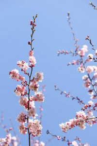 樱花 蓝天 特写镜头 春天 公园 花瓣 植物 冬天 盛开