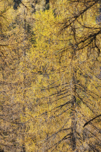 环境 特写镜头 自然 树叶 落叶松 公园 荒野 分支 植物学