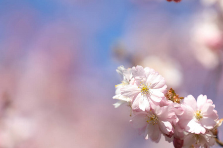 粉红色 花园 太阳 美女 日本 春天 花瓣 特写镜头 自然