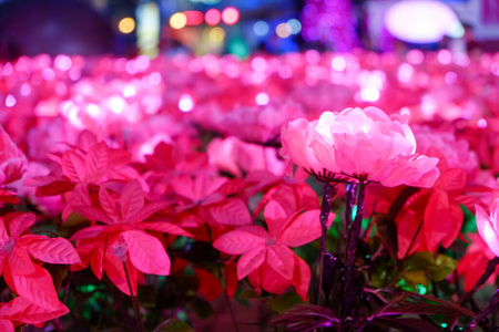 美丽的 花的 自然 植物 夏天 作文 花瓶 礼物 颜色 房间