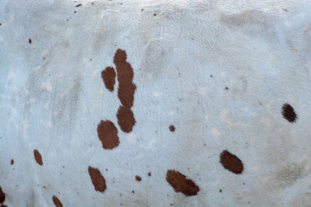 丛林 游猎 艺术 牛奶 农场 瓦片 豹子 时尚 地点 皮肤