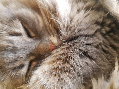 面对 猫科动物 睡觉 动物 美丽的 斑猫 眼睛 宠物 络腮胡子