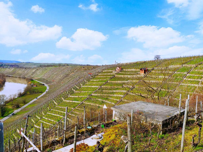 欧洲 旅行 小山 旅游业 葡萄栽培 德国 城市 栽培 房子