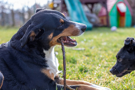 纯种 哺乳动物 宠物 最好的 犬科动物 朋友 自然 粘贴