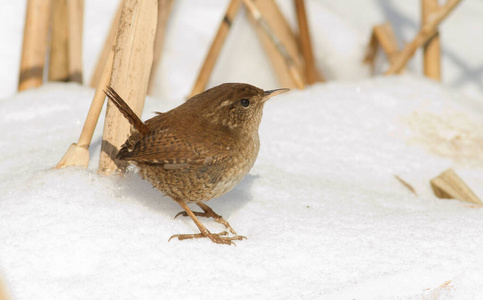 鸟类学 野生动物 冬天 美丽的 动物群 寒冷的 羽毛 鸟类