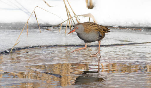 动物群 野生动物 自然 动物 鸟类 冬天 鸟类学 观鸟 水禽