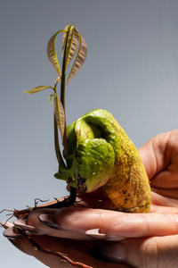 生长 植物 生活 地面 食物 春天 成长 生态学 芒果 幼苗