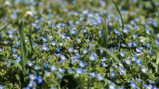 绿草丛中美丽的蓝色小花图片