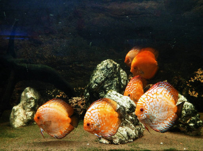 颜色 热带 游泳 水下 珊瑚 野生动物 淡水 特写镜头 动物