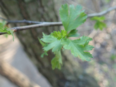 木材 早晨 新的 夏天 季节 美丽的 阳光 花园 生长 生活