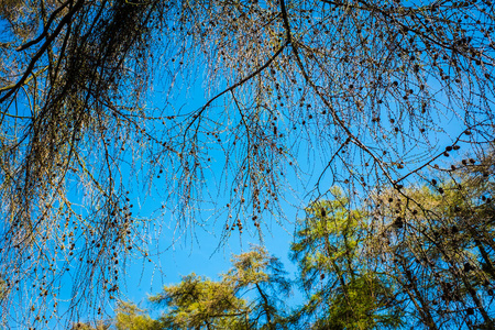 分支 夏天 自然 纹理 天空 春天 轮廓 树叶 植物区系