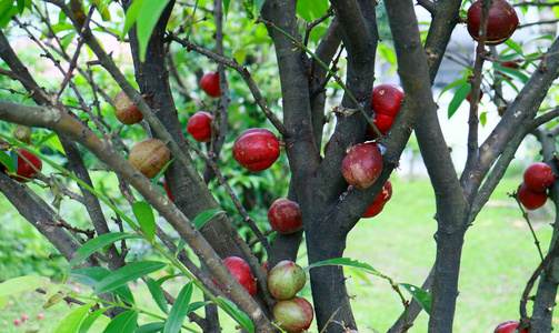 自然 水果 特写镜头 分支 农业 杜瓦 夏天 植物 食物