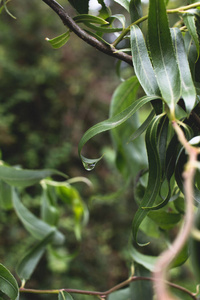 生长 春天 灌木 分支 自然 草本植物 食物 特写镜头 植物