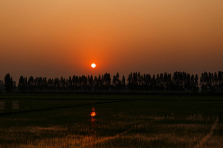 日出 乡村 太阳 泰国 花园 食物 风景 天空 稻谷 自然