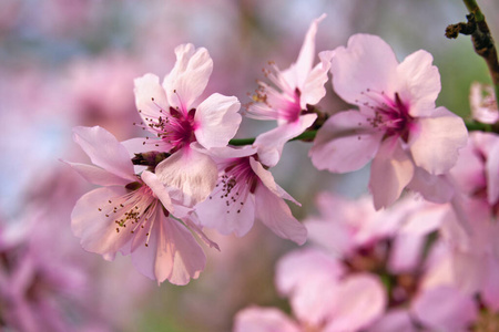 天空 开花 花的 植物 粉红色 花园 自然 特写镜头 风景
