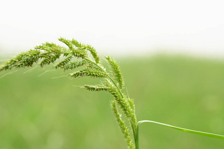 草本植物 季节 边境 园艺 轮廓 夏天 土地 插图 草坪