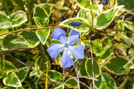 季节 植物学 树叶 开花 自然 特写镜头 夏天 春天 成长